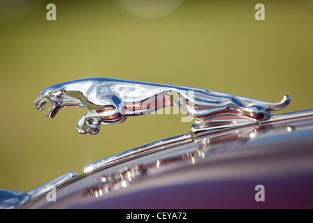 Eine Nahaufnahme der Te Motorhaube eines Oldtimers Jaguar beim Goodwood revival Stockfoto