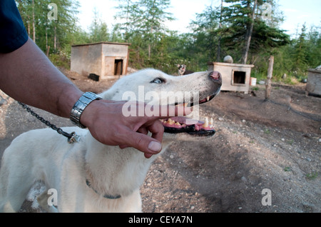 Ein Hundeschlittenmusher und Trainer zeigen einem seiner Hunde im Sommer in einer Zwinger die Zähne, in der Nähe der Hudson Bay-Stadt Churchill, Manitoba, Kanada. Stockfoto