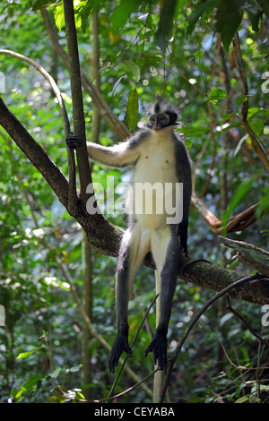 Thomas Leaf Affen. Gunung Leuser National Park, Nord-Sumatra, Indonesien, Südostasien, Asien Stockfoto