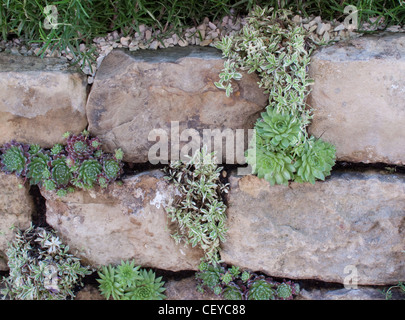 Die 2010 Royal Horticultural Society Chelsea Flower Show in London Stockfoto