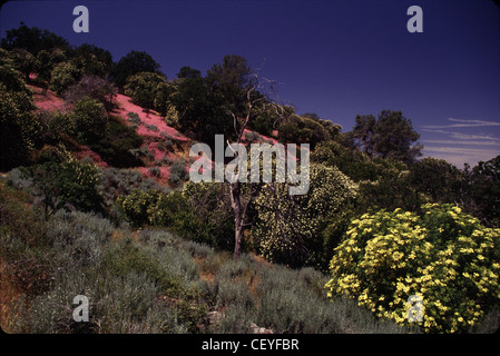 Frühling auf Rancheria Straße in der Nähe von Lake Isabela Kern County Kalifornien USA Stockfoto