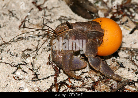 dieser Einsiedlerkrebs, Coenobita, nutzt eine orange Tischtennisball als eine schützende Hülle anstelle der üblichen Molluske shell Stockfoto