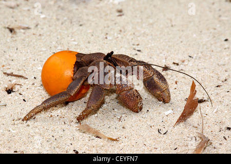 dieser Einsiedlerkrebs, Coenobita, nutzt eine orange Tischtennisball als eine schützende Hülle anstelle der üblichen Molluske shell Stockfoto