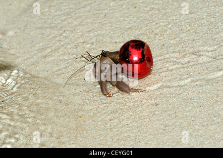 Terrestrische Einsiedlerkrebs Coenobita, ist mit einem roten Deckel wie eine schützende Schale statt der üblichen Muschel Muschel. Stockfoto