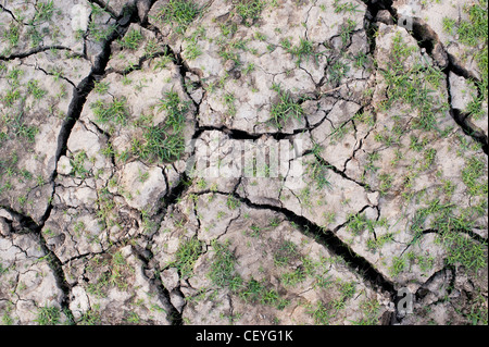 Grass regenerierend auf einem trockenen knacken Lehm Boden Seebett in der indischen Landschaft Stockfoto