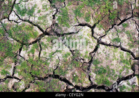 Grass regenerierend auf einem trockenen knacken Lehm Boden Seebett in der indischen Landschaft Stockfoto