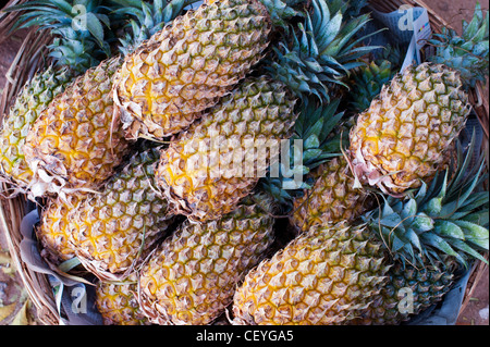 Ananas Comosus. Frische Ananas in einem Korb auf einem indischen Markt. Andhra Pradesh, Indien Stockfoto