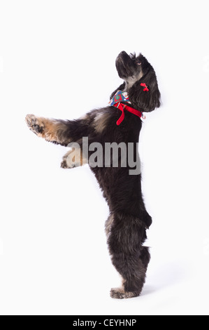 schwarze Cocker Spaniel mit goldenen Stiefeln auf einem weißen Studio-Hintergrund; St. Albert Alberta Kanada Stockfoto