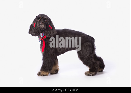 schwarze Cocker Spaniel mit goldenen Stiefeln auf einem weißen Studio-Hintergrund; St. Albert Alberta Kanada Stockfoto