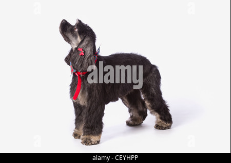 schwarze Cocker Spaniel mit goldenen Stiefeln auf einem weißen Studio-Hintergrund; St. Albert Alberta Kanada Stockfoto