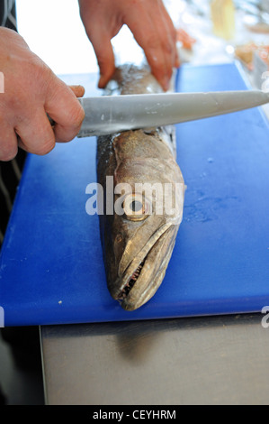 Britische Fischhändler mit Messer und eine ganze Seehecht Stockfoto