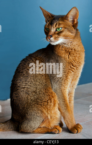 Porträt einer reinrassige Abessinier Katze mit grünen Augen vor einem blauen Hintergrund Stockfoto