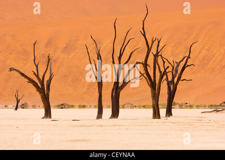 Deadvlei, weißen Ton-Pfanne in der Nähe von Sossusvlei im Namib-Naukluft-Park. Namibia. Stockfoto