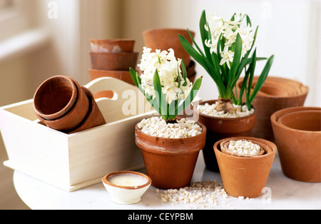 Blühende Hyazinthen Arrangements kühne und schöne weiße Hyazinthe (Hyacinthus Orientalis) ist Perfectplanting in Töpfen Stockfoto