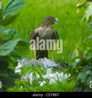 Sperber (Accipiter nisus) mit einer Taube in einen Garten, Hampshire, UK getötet Stockfoto