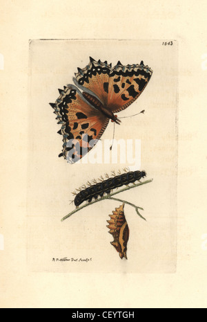 Großen Schildpatt Schmetterling, Nymphalis Polychloros. Stockfoto