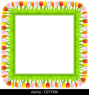 quadratischer Rahmen der bunte Frühling Tulpen: rot, gelb, rosa, orange, weiß, in einer leichten grünen Rasen, isoliert auf weißem Hintergrund Stockfoto
