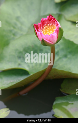 Seerose, lotus Stockfoto