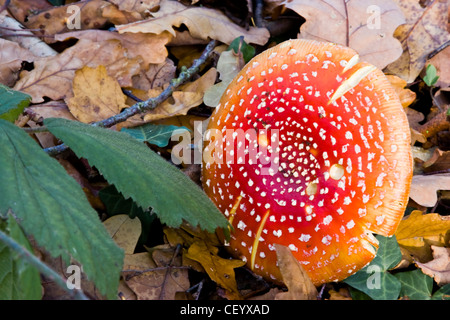 Ein Fliegenpilz (Amanita Muscaria) auf dem Waldboden Stockfoto
