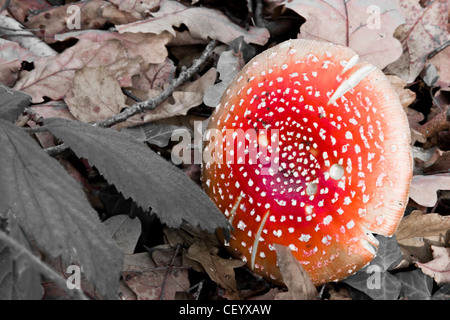 Ein Fliegenpilz (Amanita Muscaria) auf dem Waldboden Stockfoto