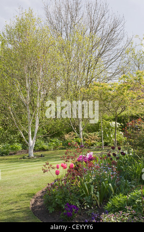 Der Wassergraben Garden Flower bed mit Tulpen und vergessen mir Habenichtse (Tulipa und Myosotis) Stockfoto