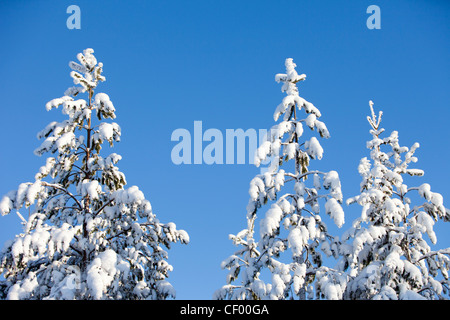 Verschneite Kiefer (Pinus Sylvestris) Baumkronen gegen blauen Himmel, Finnland Stockfoto