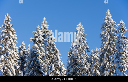 Verschneite Fichte (Picea Abies) Baumkronen gegen blauen Himmel, Finnland Stockfoto