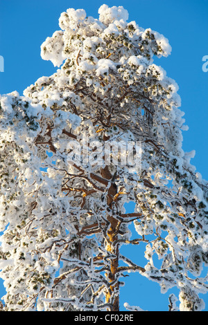 Isolierte verschneite Kiefer ( pinus sylvestris ) Baumkrone gegen blauen Himmel im Winter , Finnland Stockfoto