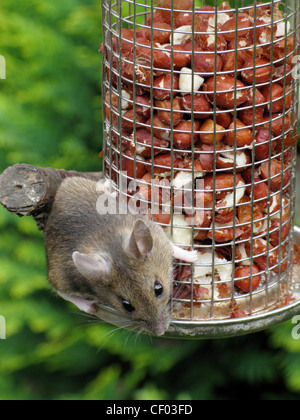 Gemeinsamen Hausmaus Essen aus einem Erdnuss Feeder für Vögel im Garten Stockfoto