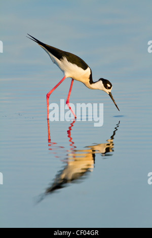 Schwarzhals-Stelzenläufer (Himantopus Mexicanus) Fütterung, Merritt Island National Wildlife Refuge, Florida, USA Stockfoto