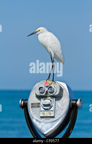 Snowy Silberreiher (Egretta unaufger) thront auf Münze betrieben Bincoculars an der Fort De Soto Fishing Pier, FLorida, USA Stockfoto