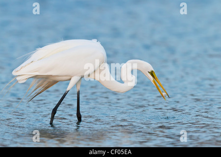 Großer Reiher (Ardea Alba) Angeln Fort Myers Lagune, Florida, USA Stockfoto