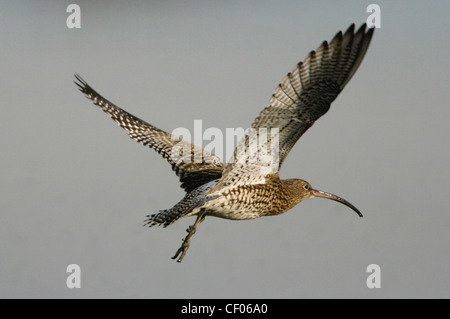 Eurasische Brachvogel (Numenius Arquata) im Flug Stockfoto