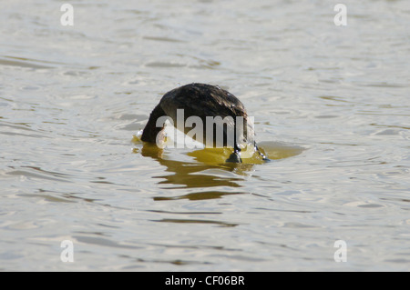 Wenig Grebe (Tachybaptus Ruficollis) (oder Dabchick) Tauchen für Lebensmittel Stockfoto