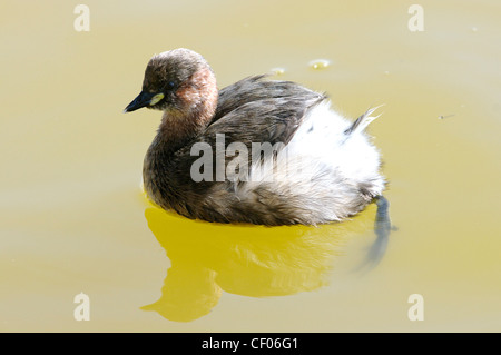 Wenig Grebe (Tachybaptus Ruficollis) (oder Dabchick) im frühen Frühjahr Gefieder Stockfoto