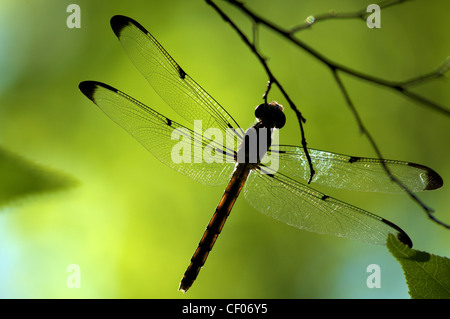 Libelle Silhouette im des Teufels Millhopper Geological State Park in Florida Stockfoto