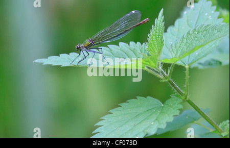 Weibliche Gebänderten Prachtlibelle (Calopteryx Splendens), gehockt Nesselblatt Stockfoto