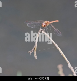 Gemeinsamen Darter (Sympetrum Striolatum) Libelle (weiblich), thront auf Zweig Stockfoto