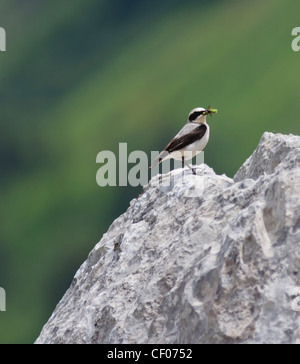 Steinschmätzer (Oenanthe Oenanthe) - männlich ♂ Stockfoto