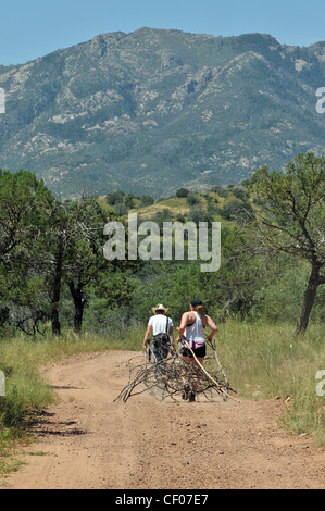 Camper zieht gefallenen Brennholz zurück zum Camp im Santa Rita Mountains, Coronado National Forest, Arizona, USA. Stockfoto