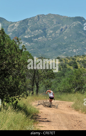 Ein Wohnmobil zieht gefallenen Brennholz zurück zum Camp im Santa Rita Mountains, Coronado National Forest, Arizona, USA. Stockfoto