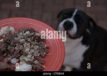 Pit Bull cross Hund sitzt und darauf wartet, dass Abendessen Stockfoto