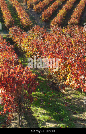 Wein, Torres Vedras Farmgebiet, Oeste, portugal Stockfoto