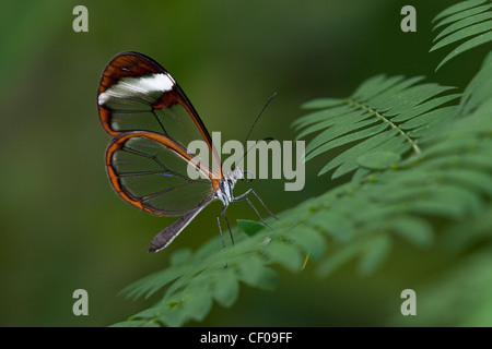 Ein Clearwing Schmetterling in Ruhe Stockfoto