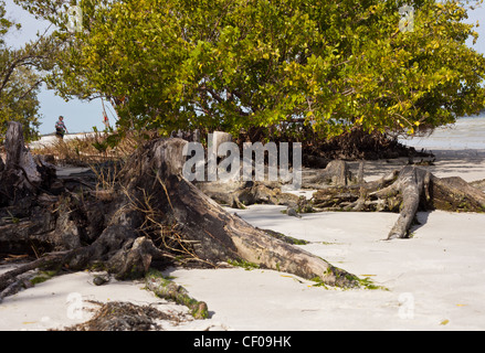 alten Toten Baumstämmen ausgesetzt auf Florida sandigen Strand, usa Stockfoto