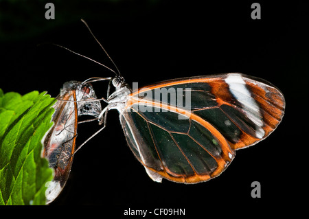 Ein Clearwing Schmetterling ernähren sich von Toten Clearwing Stockfoto