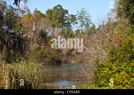 entlang der Weeki Wachee Fluss Florida Usa, Flusslandschaft, Weeki Wachee Springs, Weeki Wachee Staatspark, Weeki Wachee Fluss Stockfoto