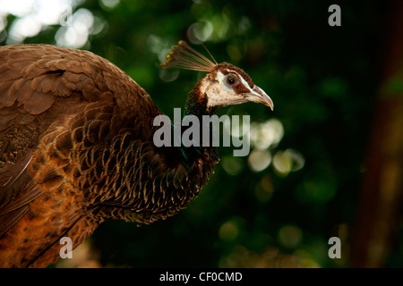 Indische Pfauenhennen (Pavo Cristatus) Stockfoto