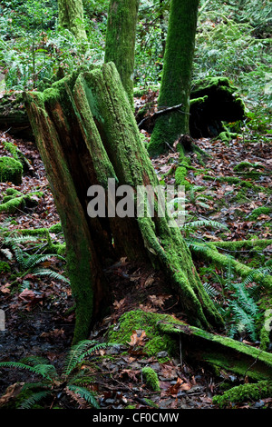 Eine Fäulnis Stumpf aus jahrhundertealten Protokollierung Praxis in Westkanada Stockfoto