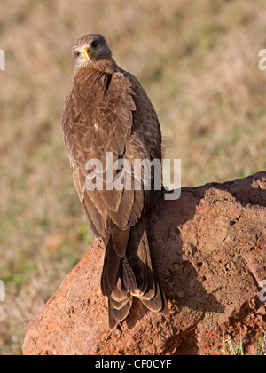 Schwarzmilan thront auf Hügel Stockfoto